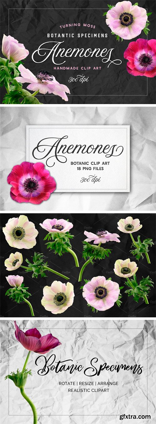 CM - Anemone Flower ClipArt - Specimens 2350312