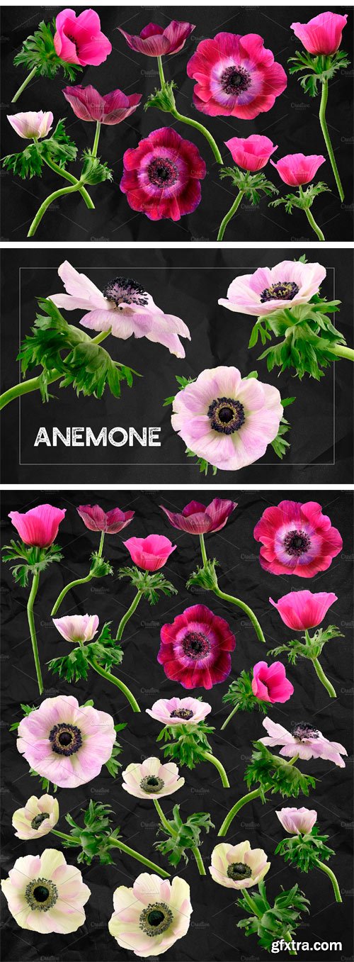 CM - Anemone Flower ClipArt - Specimens 2350312