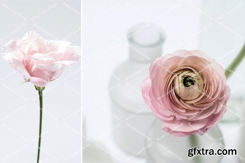 CM - Dusty Pink  Floral Styled Stock 2374716