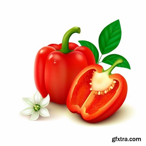 Bell pepper paprika vegetable 25 EPS