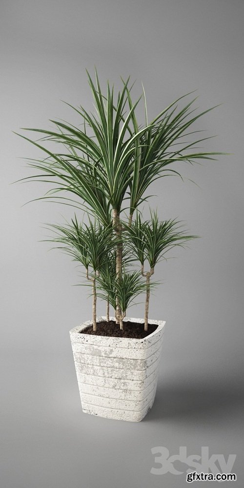 Dracaena marginata / Dracaena 3d Model