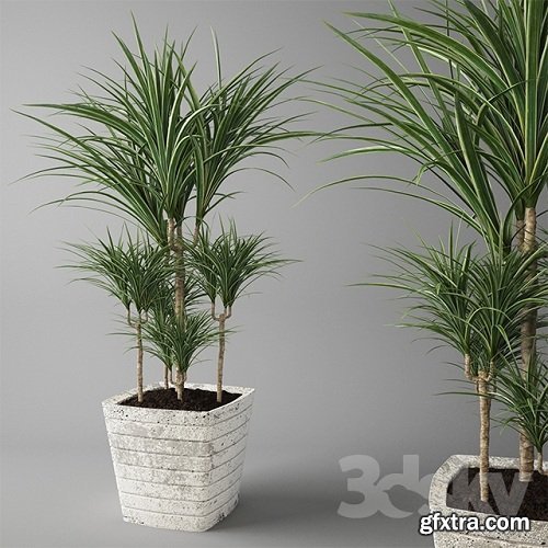 Dracaena marginata / Dracaena 3d Model