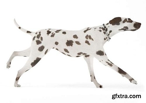 Animal Dog 3D Model