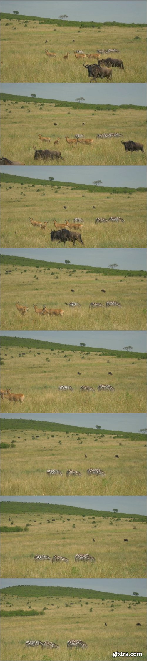 AERIAL Wild Animals In African Safari