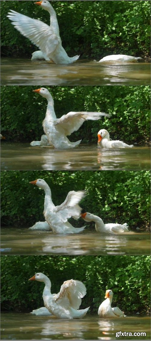 Beautiful Goose Spreading Its Wings To Fly On The Lake