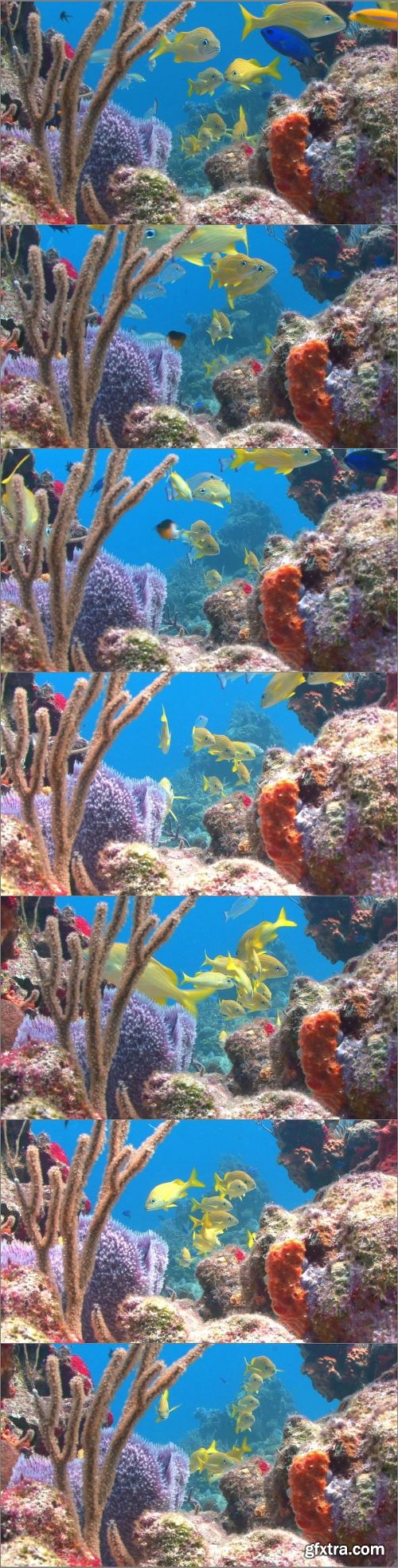 Multicolored Reef With Yellow Fish