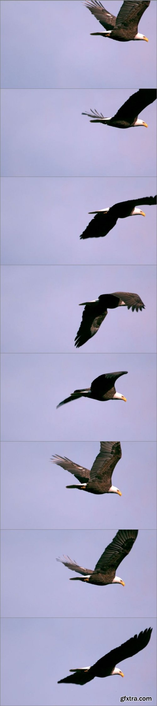 Slow Motion Soaring Bald Eagle Closeup 2