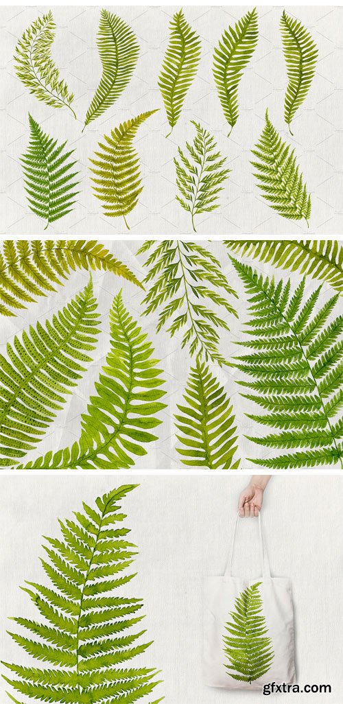 CM - 25 Watercolor Ferns 2448978