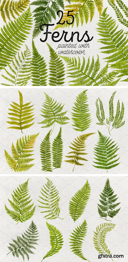 CM - 25 Watercolor Ferns 2448978