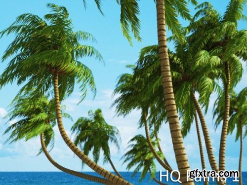 VrayC4D - HQ Palms vol.1 for Cinema4D