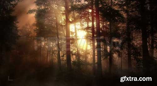 Foggy Morning Forest - Motion Graphics 78879