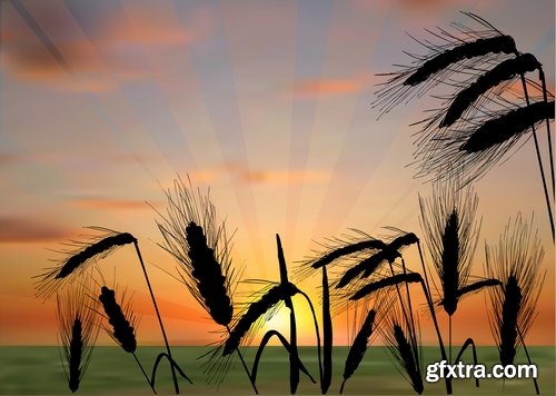 Wheat heads of grain rye grain seed 25 EPS