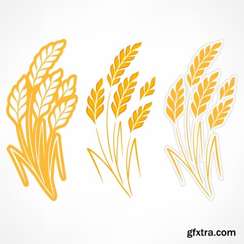 Wheat heads of grain rye grain seed 25 EPS