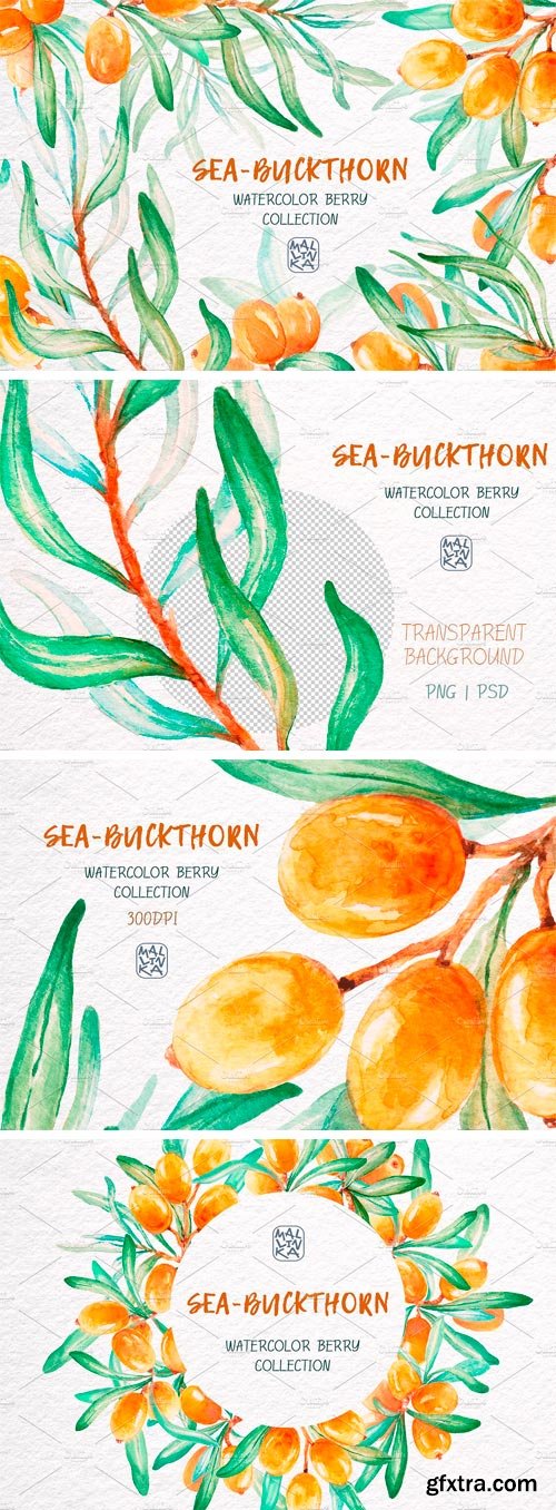 CM - Sea-Buckthorn, Watercolor Collection 2445710