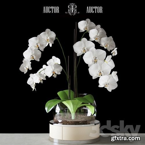 Orchid ART Auctor 3d Model