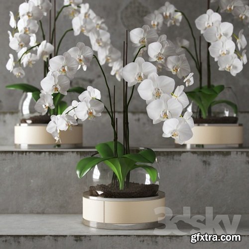 Orchid ART Auctor 3d Model