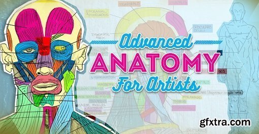 Advanced Anatomy for Artists - Draw any Pose or Body Type