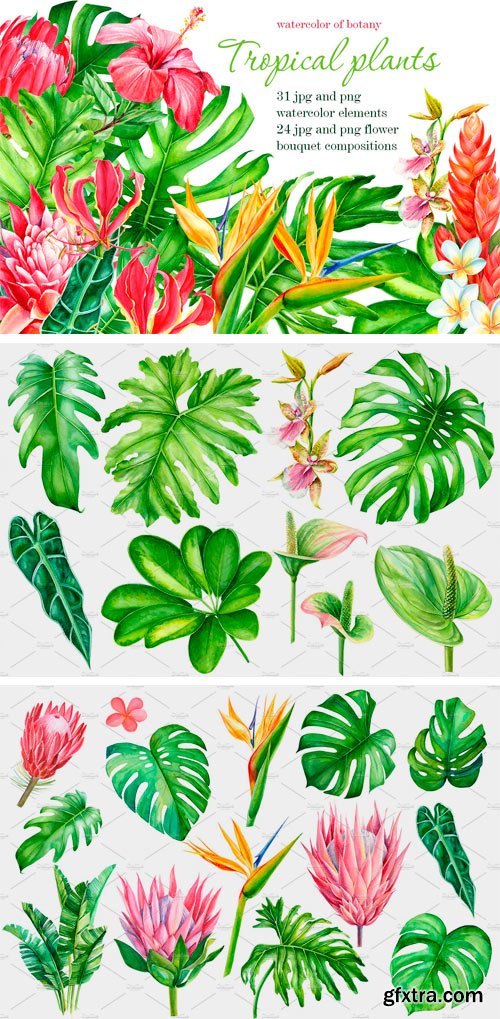 CM - Tropical Plants 2448551