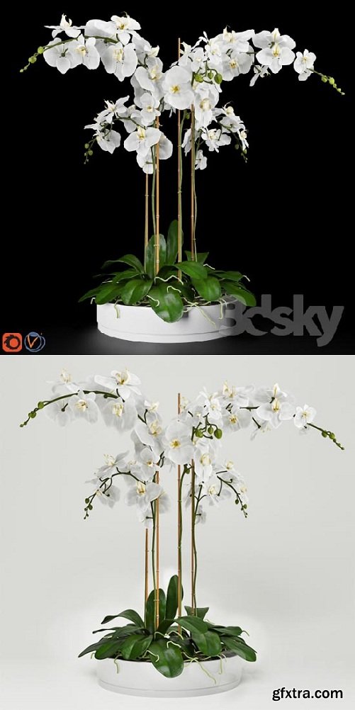 Orchid 5 3d Model