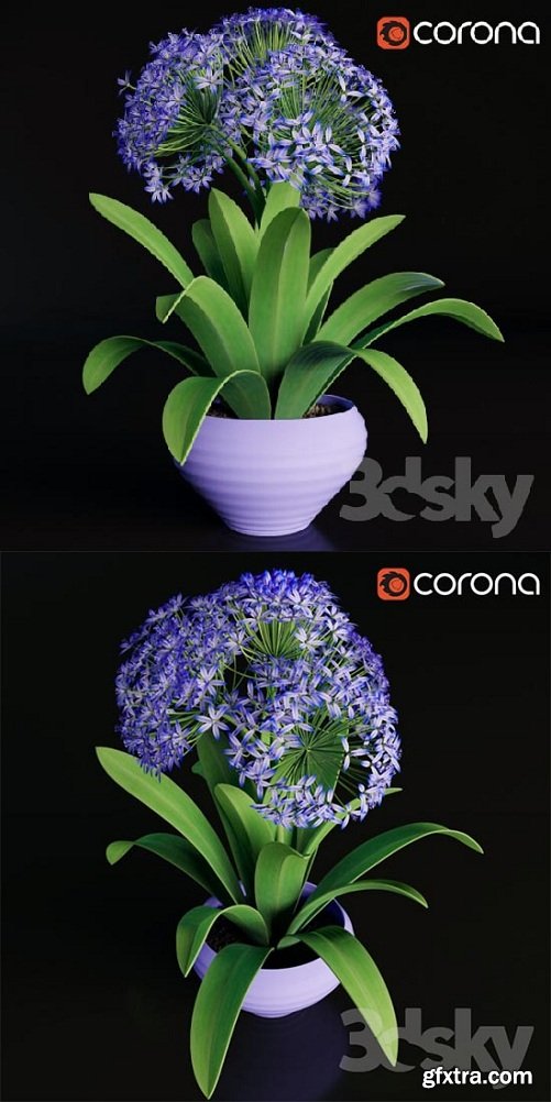 Scilla Peruviana 3d Model