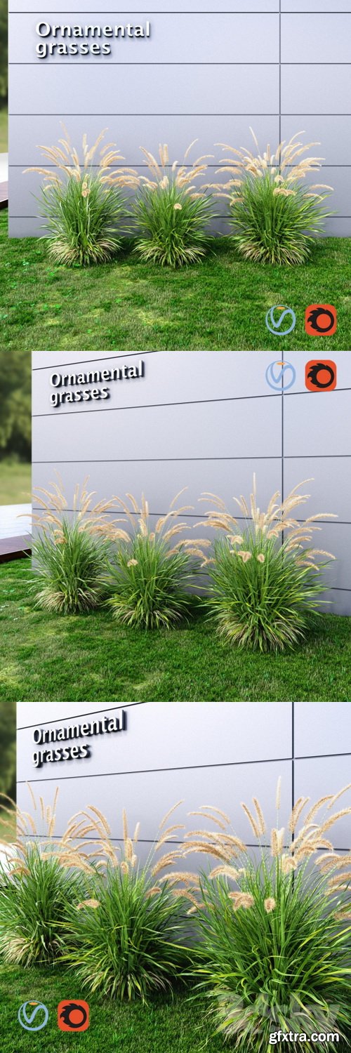 3dsky - Ornamental grass Fountaingrass green