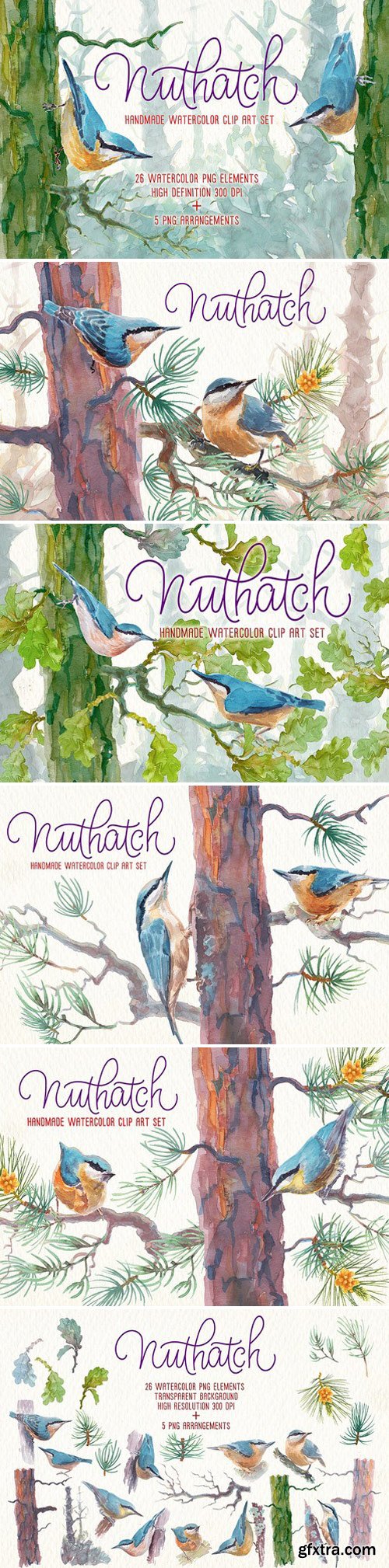 CM - Nuthatch watercolor clipart set 2457736