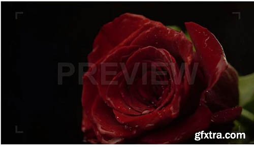 Red Rose With Dewdrops Falling - Stock Video 82913