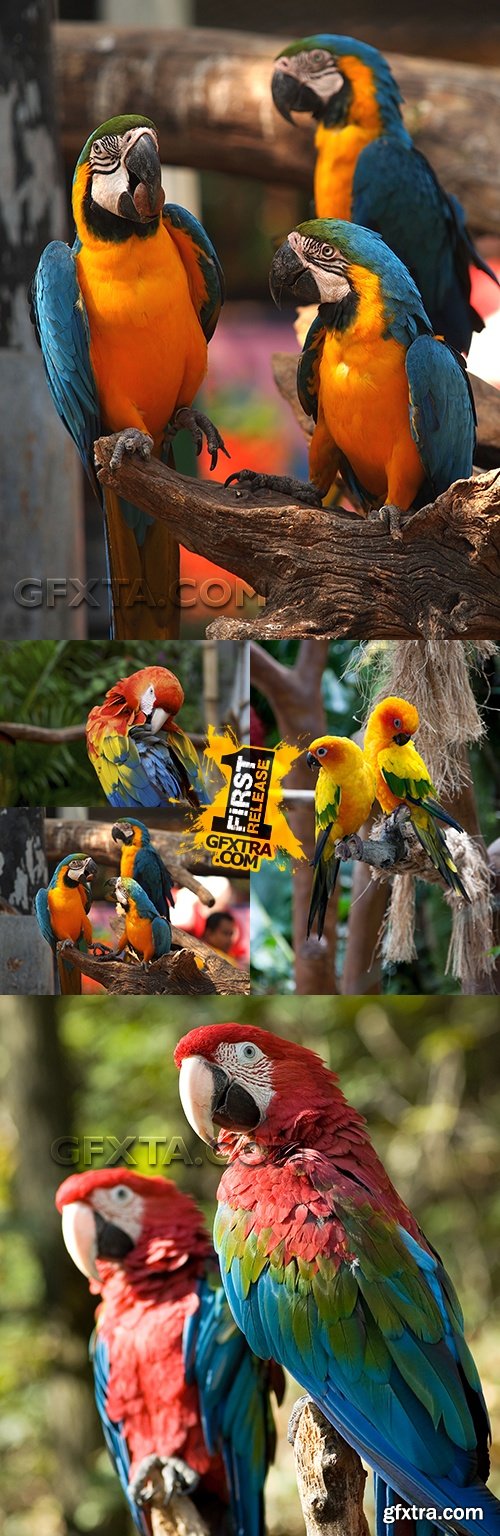 Tropical parrots of bird and wild beautiful nature