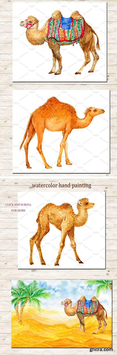 CM - Camels. Watercolor Illustrations 2396110