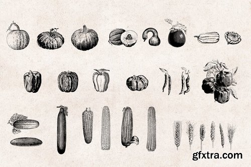 Vegetables - Vintage Illustration Set