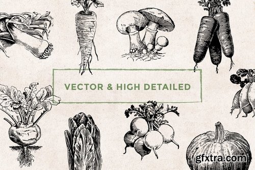 Vegetables - Vintage Illustration Set