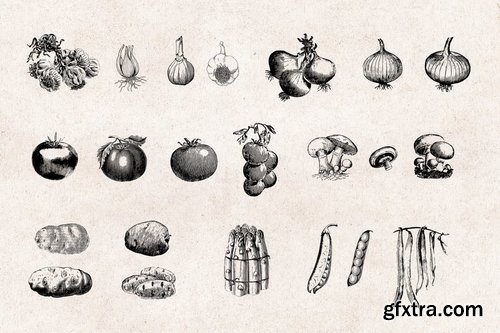 Vegetables - Vintage Illustration Set