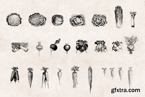 Vegetables - Vintage Illustration Set