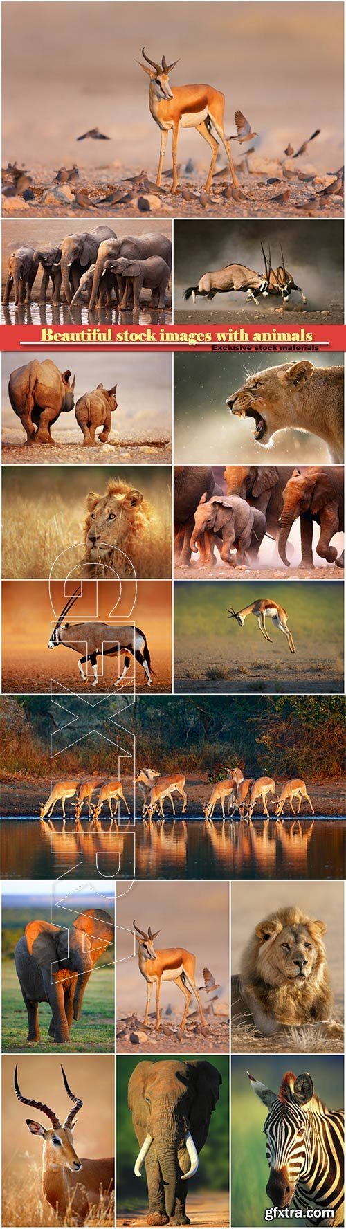 Beautiful stock images with animals, elephants, lion, zebra