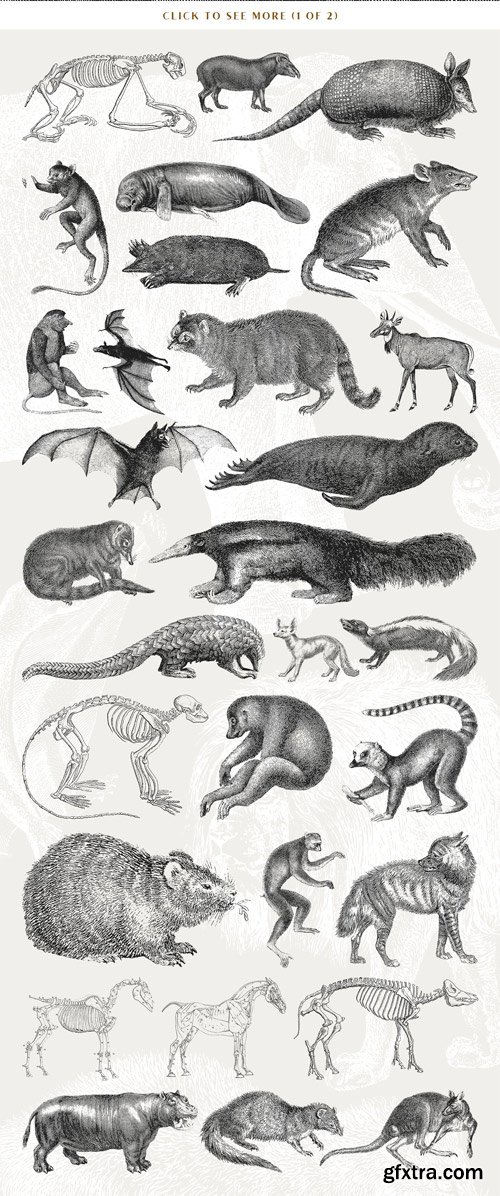 CM - 54 Handcrafted Mammal Illustrations