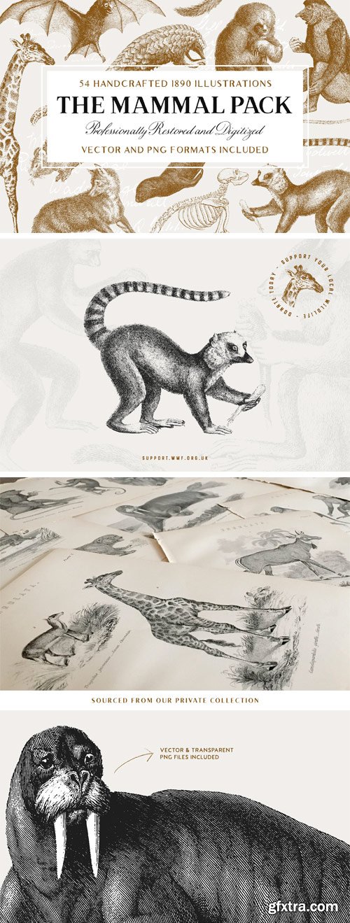 CM - 54 Handcrafted Mammal Illustrations