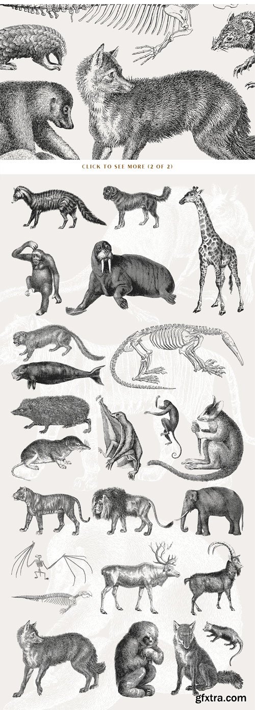 CM - 54 Handcrafted Mammal Illustrations