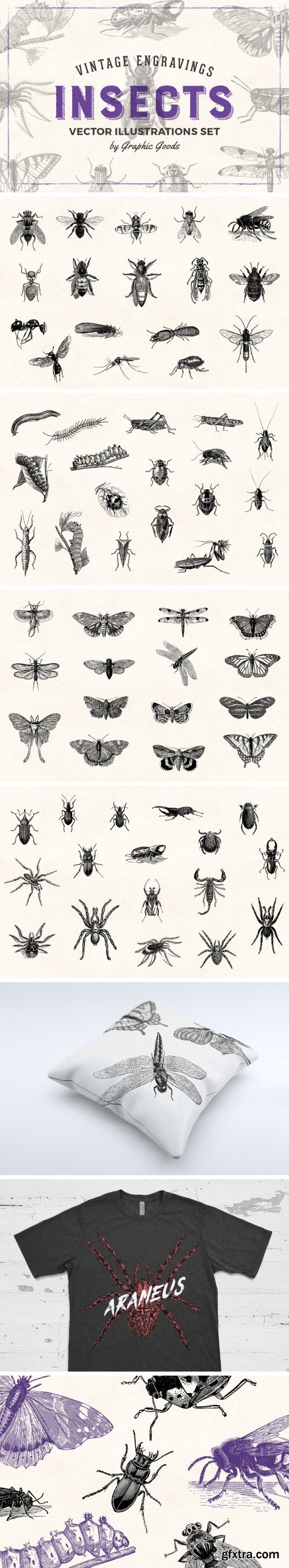 CM - Insects - Vintage Illustrations 1452979