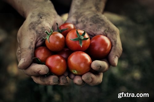 Harvest still life fruit vegetables agriculture farming 25 HQ Jpeg