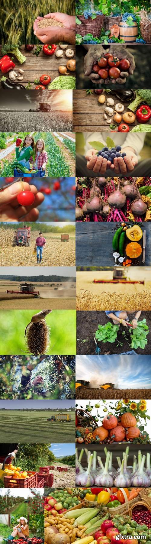 Harvest still life fruit vegetables agriculture farming 25 HQ Jpeg