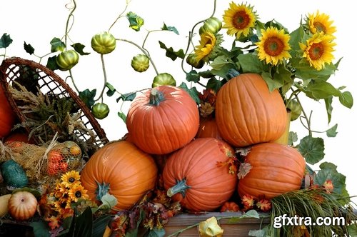 Harvest still life fruit vegetables agriculture farming 25 HQ Jpeg