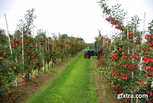 Harvest still life fruit vegetables agriculture farming 25 HQ Jpeg