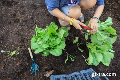 Harvest still life fruit vegetables agriculture farming 25 HQ Jpeg