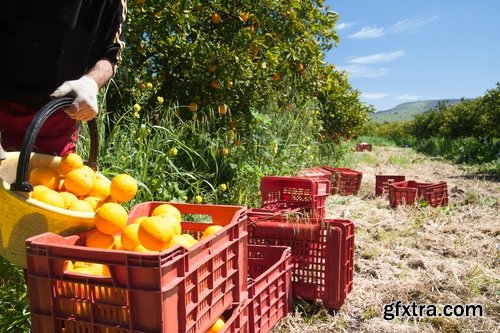 Harvest still life fruit vegetables agriculture farming 25 HQ Jpeg