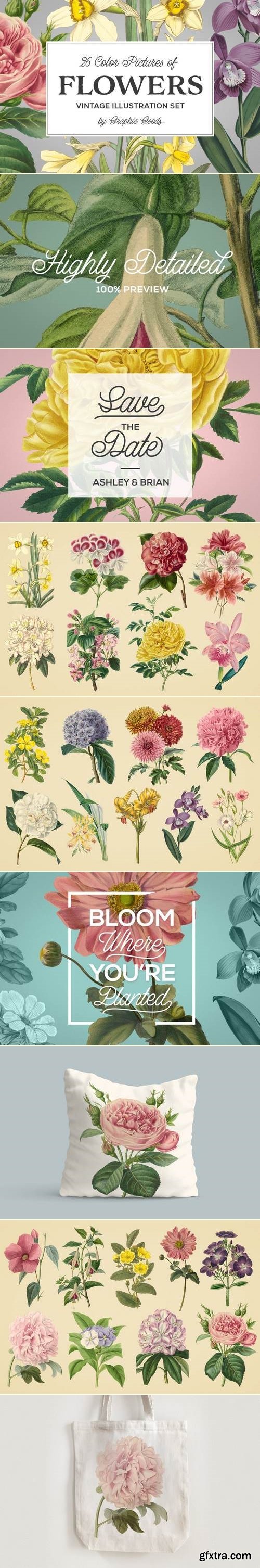 Vintage Illustrations of Flowers