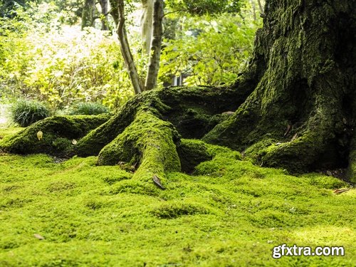 Old tree root of a dead tree stump bark forest moss mold 25 HQ Jpeg