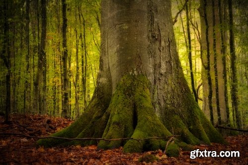 Old tree root of a dead tree stump bark forest moss mold 25 HQ Jpeg