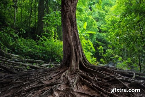 Old tree root of a dead tree stump bark forest moss mold 25 HQ Jpeg