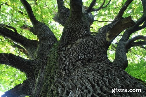 Old tree root of a dead tree stump bark forest moss mold 25 HQ Jpeg