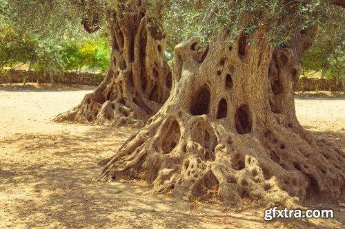 Old tree root of a dead tree stump bark forest moss mold 25 HQ Jpeg